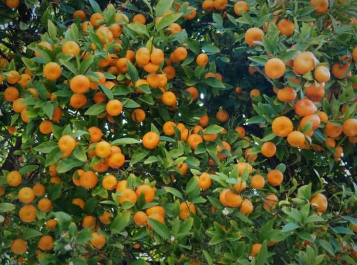 Mandarine-Unsplash