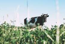 Vučković: Za razvoj mljekarstva do 2030. godine više od 592 mil. eura