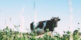 Vučković: Za razvoj mljekarstva do 2030. godine više od 592 mil. eura