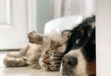 Raste potražnja za hranom za kućne ljubimce