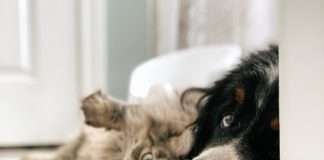 Raste potražnja za hranom za kućne ljubimce