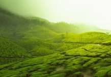 U fokusu čaj: Najveći rast bilježe instant i funkcionalni čaj