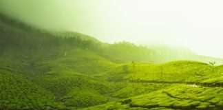 U fokusu čaj: Najveći rast bilježe instant i funkcionalni čaj