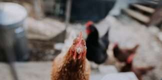 Priznata četvrta oznaka ‘Dokazana kvaliteta – Hrvatska’ za meso peradi