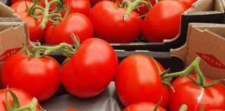 Podravka planira proizvodnju 40 tisuća tona rajčice