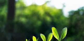 100 brendova s najvećim rastom penetracije