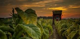 Hrvatski duhani proizvođačima isplatili rekordnih 93 milijuna kuna