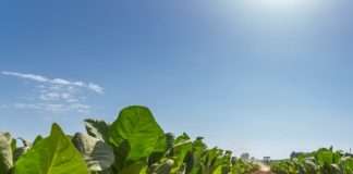 Proizvođači duhana: Imamo dobro okruženje za ugovaranje nove proizvodne sezone