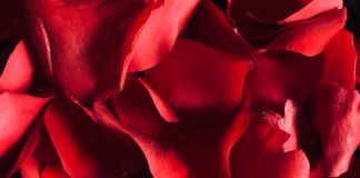 Anketa: Valentinovo u Hrvatskoj slavi 1/3 ljudi