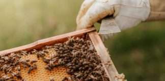 ‘Goranski medun’ – 39. hrvatski proizvod zaštićenog naziva u EU