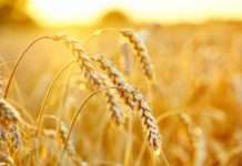 Mađarska želi zabraniti uvoz ukrajinskih žitarica do kraja godine