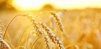 Mađarska želi zabraniti uvoz ukrajinskih žitarica do kraja godine