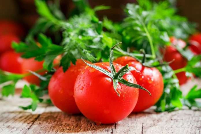 Wet red tomatoes, herbs, close-up shot, shallow depth of field, selective focus