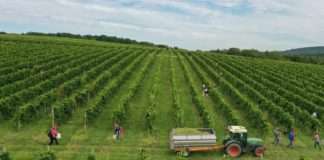 U tijeku berba grožđa u vinogradima kompanija Fortenova grupe