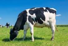 Vlada: Za razvoj mljekarstva do 2030. godine 592,5 milijuna eura