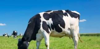 Vlada: Za razvoj mljekarstva do 2030. godine 592,5 milijuna eura