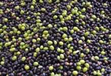 Počela berba maslina u Agrolaguni, očekuje se proizvodnja 150 tisuća litara ulja