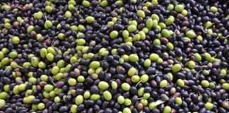 Počela berba maslina u Agrolaguni, očekuje se proizvodnja 150 tisuća litara ulja