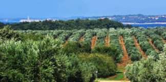 Uspješno završen projekt navodnjavanja Agrolaguninih maslinika vrijedan više od 900.000 eura