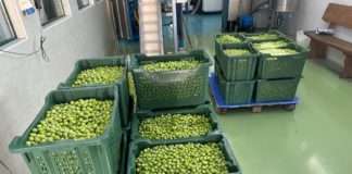 Uljara Orgula u Marušićima sezonu prerade započinje udvostručenim kapacitetima