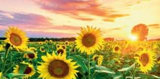 Jestiva ulja: Suncokretovo ulje drži 89% količinske prodaje