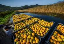 Vučković najavila program pomoći proizvođačima mandarina