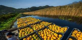 Vučković najavila program pomoći proizvođačima mandarina