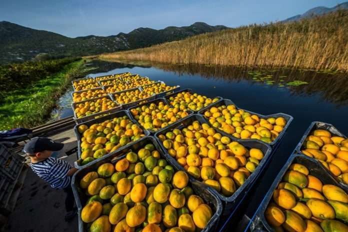 mandarine