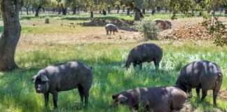 Meso crne slavonske svinje postalo 46. hrvatski proizvod zaštićenog naziva u EU-u