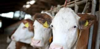 Mljekari nezadovoljni zbog birokracije i manjka radnika