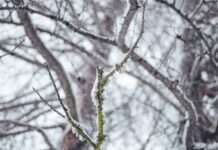 Mraz nanio veliku štetu dijelu vinograda središnje Hrvatske