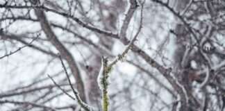 Mraz nanio veliku štetu dijelu vinograda središnje Hrvatske