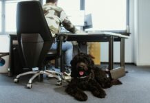 Pet friendly uredi: Kako prilagoditi radni prostor za kućne ljubimce