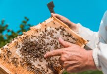 Istarski med postao 50. hrvatski proizvod zaštićenog naziva u EU