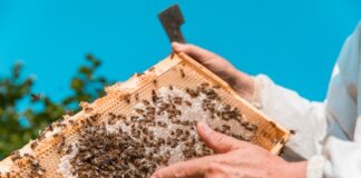 Istarski med postao 50. hrvatski proizvod zaštićenog naziva u EU