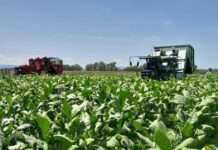 Hrvatski duhani otkupili 35 posto više duhana nego lani, vrijednost proizvodnje duhana narasla preko 50 posto