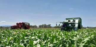 Hrvatski duhani otkupili 35 posto više duhana nego lani, vrijednost proizvodnje duhana narasla preko 50 posto