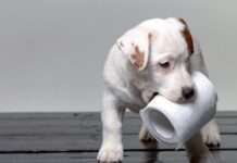 Papirni program: Proizvođači stavljaju fokus na održivost i efikasnost proizvodnje