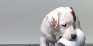 Papirni program: Proizvođači stavljaju fokus na održivost i efikasnost proizvodnje