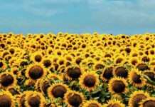 Jestiva ulja: Najčešće se koristi suncokretovo ulje