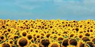 Jestiva ulja: Najčešće se koristi suncokretovo ulje