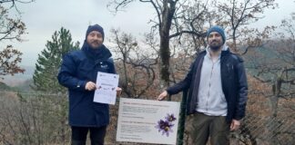 Hrvatski duhani donacijom podržali sadnju 5000 stabala hrasta i očuvanje iznimno rijetke biljke velike sase na Papuku