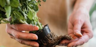 Proizvođači upozoravaju na loše stanje u ekološkoj poljoprivredi