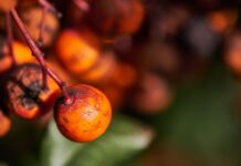 Indonezija preusmjerava palmino ulje u proizvodnju biodizela