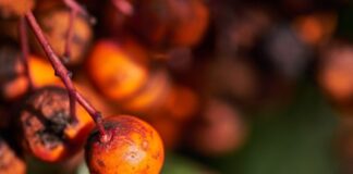 Indonezija preusmjerava palmino ulje u proizvodnju biodizela