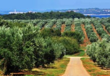 Fortenova grupa i Badel 1862 potpisali ugovor o kupoprodaji Agrolagune