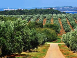 Agrolaguna u tri godine planira investicijski ciklus veći od 10 milijuna eura