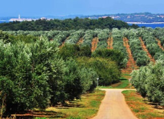 Agrolaguna u tri godine planira investicijski ciklus veći od 10 milijuna eura