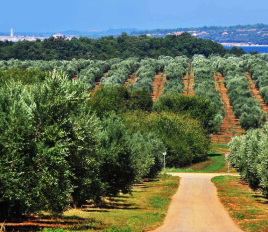 Agrolaguna u tri godine planira investicijski ciklus veći od 10 milijuna eura