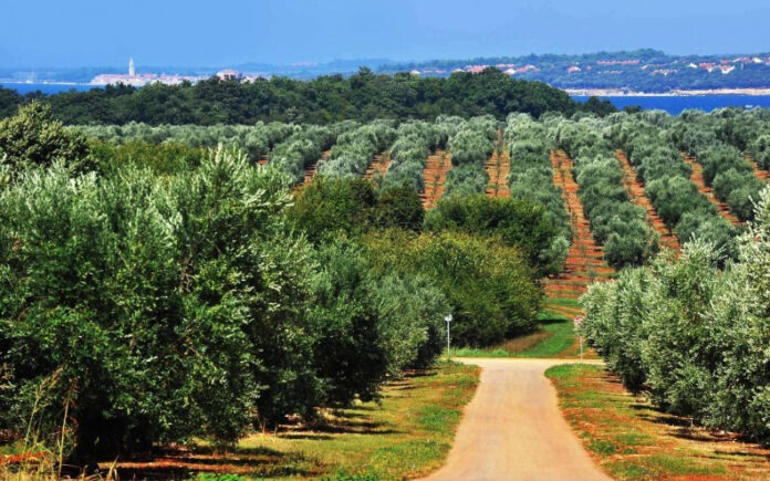 Agrolaguna